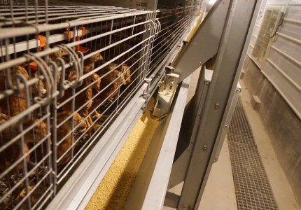 冬季养鸡重要的一项工作就是温度工作